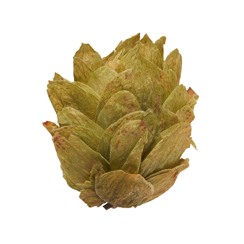 HOPFEN